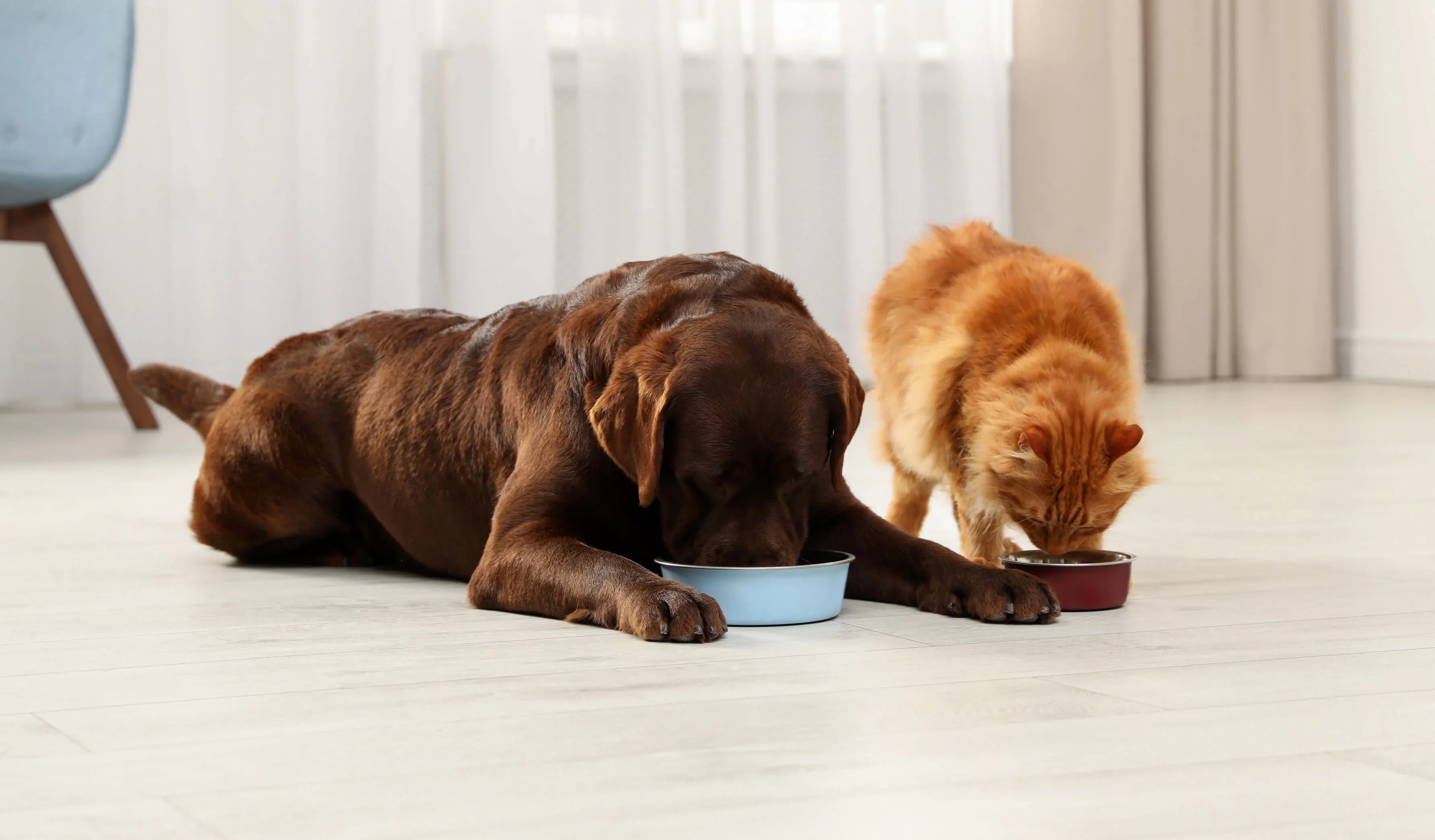 Immagine di copertina per la pagina Pet Food