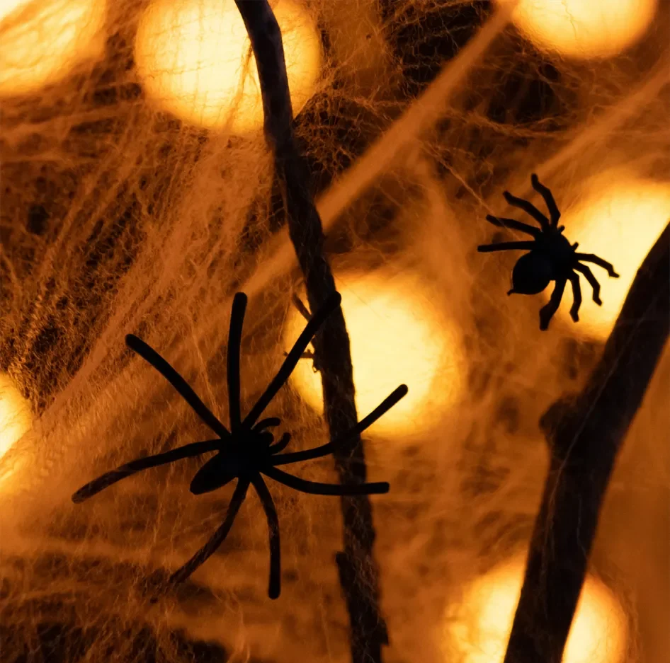 spiders